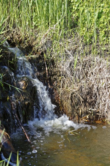 Moor outlet, small waterfall in a stream surrounded by lush reeds and vegetation, Peenetal nature