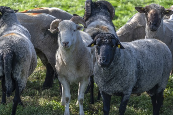 Various sheep breeds (Ovis gmelini) left a rough woolly country sheep, next to it a grey-horned
