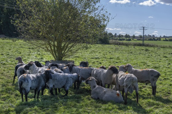 Various sheep breeds (Ovis gmelini) Rough-wooled country sheep, grey-horned heather and