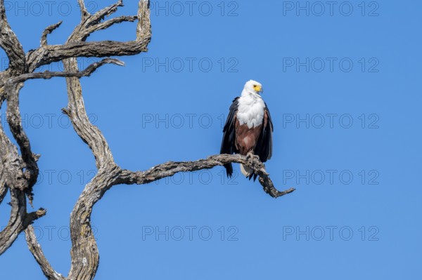 African fish eagle (Icthyophaga vocifer) sitting on dry tree, Ihaha, Chobe National Park National