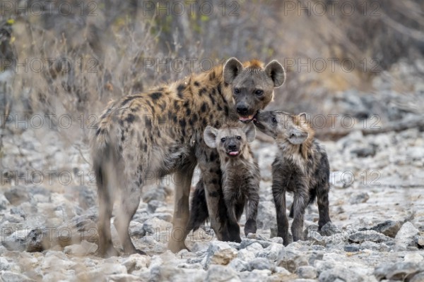 Spotted hyena or spotted hyena (Crocuta crocuta) with two young animals, Etosha National Park,