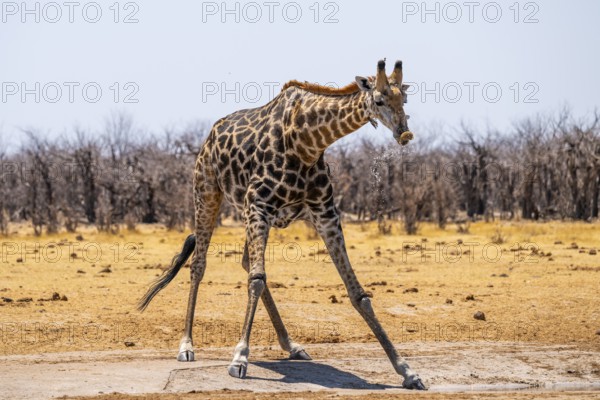 Funny, water flies through the air while drinking, Angola giraffe (Giraffa giraffa angolensis),
