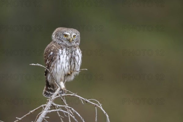 Sparrow owl (Glaucicium passerinum) sitting on the tip of a spruce tree, Pillberg, Pill, Tyrol,