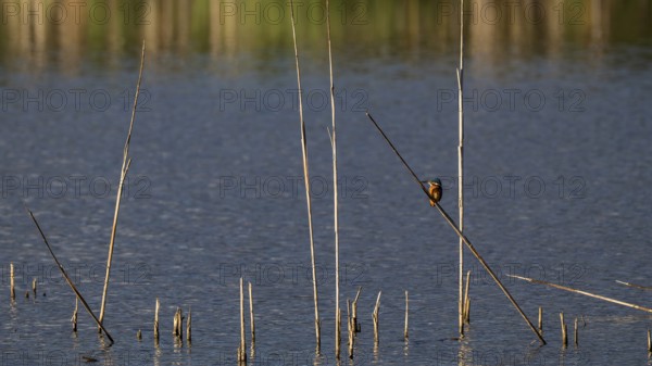 Kingfisher (Alcedo atthis) in reeds, Naturquartier Grosswilfersdorf, Grosswilfersdorf, Styria,