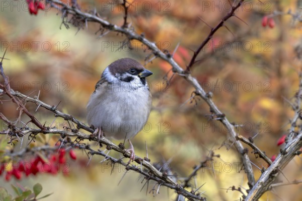 Tree sparrow (Passer montanus) sitting in a barberry bush, Littlewood Ranch, Limbach, Burgenland,