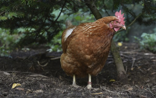 Hen, Gallus gallus domesticus, looking for food in a free-range farm, organic farming,