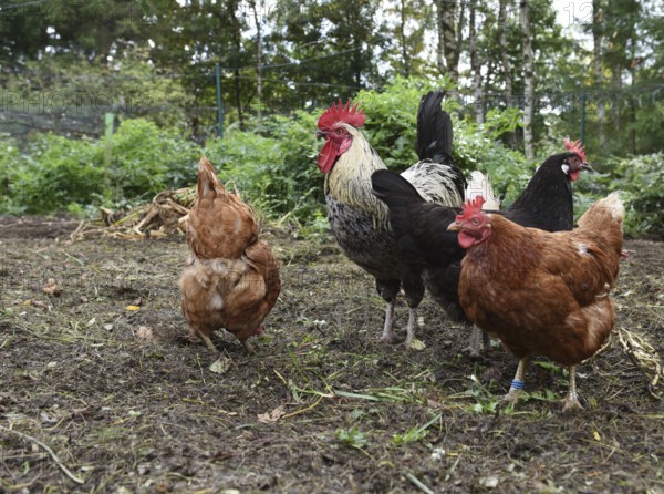 Domestic chickens, Gallus gallus domesticus, with roosters searching for food in outdoor