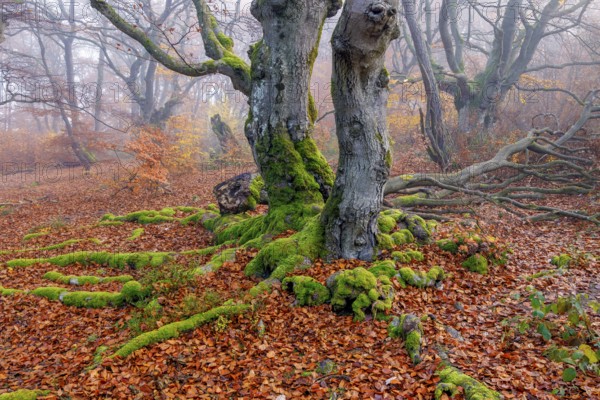 Beech in Hutewald Halloh, Hesse, Germany