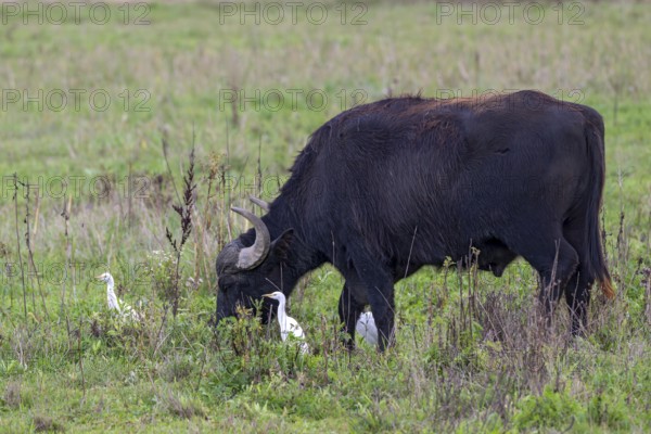 Water buffalo (Bubalus arnee) and cow heron (Ardea ibis, synonym: Bubulcus ibis), Naturquartier
