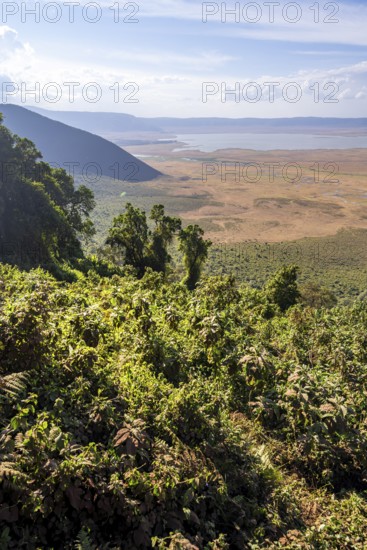 View of Ngorongoro Crater, Crater Viewpoint, Forest and Savanna Landscape, Ngorongoro Conservation