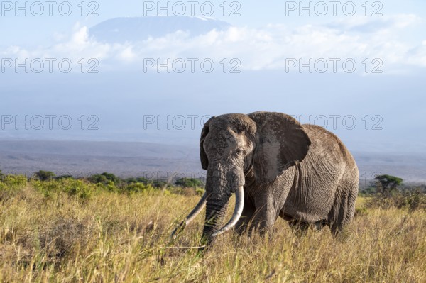 African elephant (Loxodonta africana) in picturesque landscape with the summit of Mount