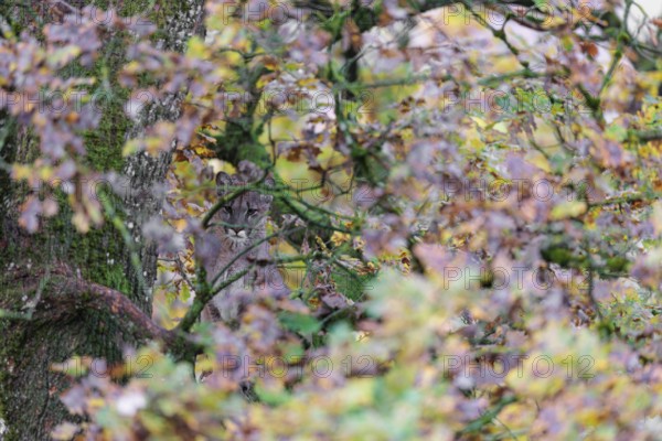 A female cougar (Puma concolor) rests hidden by leaves on a big branch high up in an oak tree. W