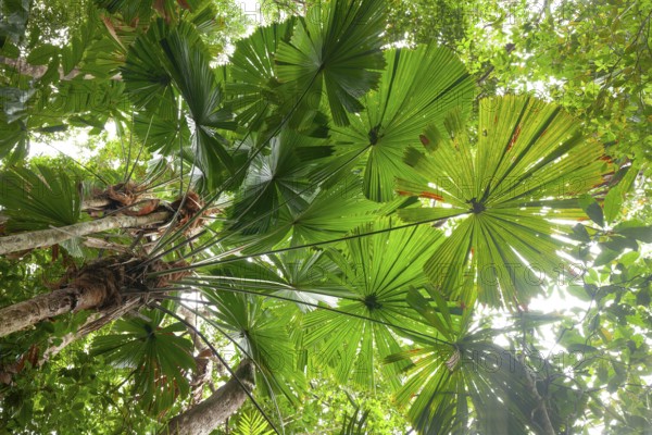 Australian fan palms in sunny rainforest on the way to Mount Sorrow in Daintree National Park