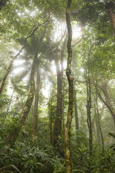 Misty tropical forest with ficus and endemic species on the way to Mount Sorrow in Daintree