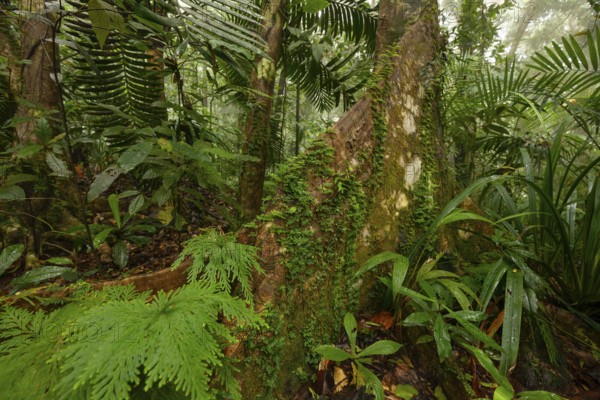 Misty tropical forest with ficus and endemic species on the way to Mount Sorrow in Daintree