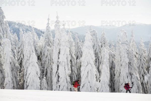 Snow-covered fir trees and snowshoe hikers, Stübenwasen, Feldberg, Todtnauberg, Black Forest,