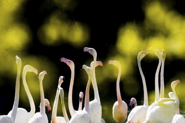 Pink flamingos, Phoenicopterus ruber-roseus