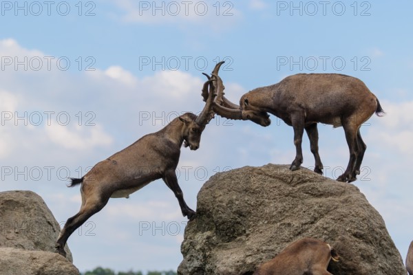 Two male ibexes (Capra ibex) stand facing each other on a rock and playfully fight with each other.