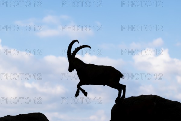 A male ibex (Capra ibex) jumps from rock to rock. Silhouette against a blue sky with clouds.