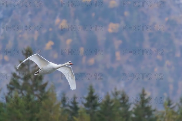 A mute swan (Cygnus olor) flies over a lake. In the background, a mountain forest can be seen in