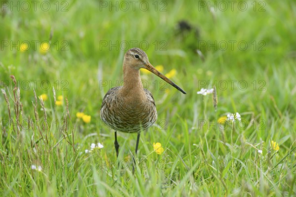 Black-tailed gown (Limosa limosa) looking for food in meadows, Lower Saxony, Germany