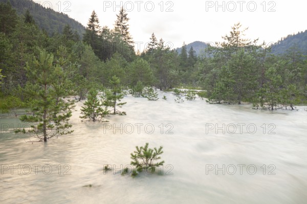The Isar carries floods between Lake Sylvenstein and Lenggries. Trees and pines sink in the