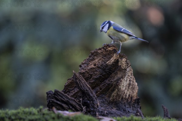 Blue tit (Parus caerulea), Emsland, Lower Saxony, Germany