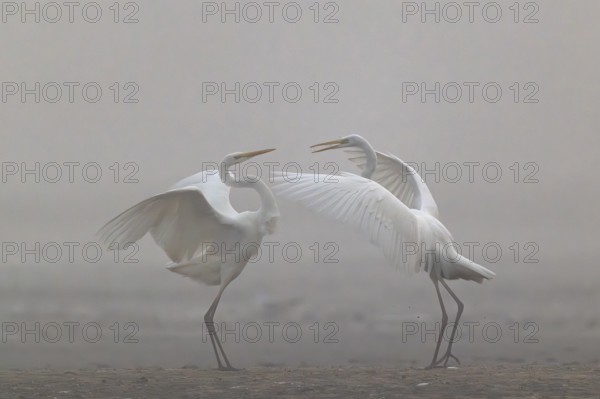 Great Egret, (Egretta alba), Warring Great Egret in the Mist, Lasitz, Saxony, Germany
