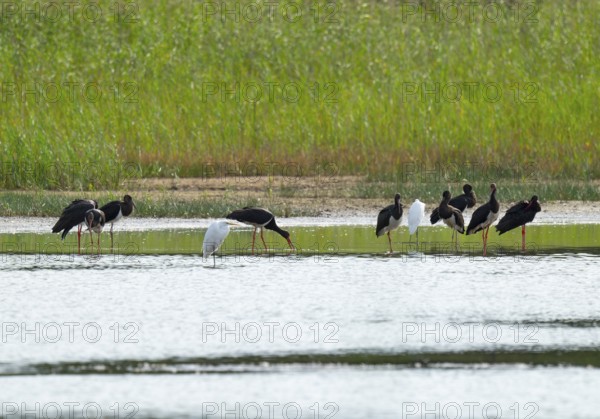 Black storks (Ciconia nigra) and great egret (Ardea alba) in the shallow water zone of a pond,