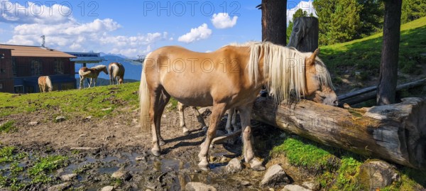 Free-grazing horses on an alpine pasture near the Acherkogel in the Stubai Alps in Hochoetz, Ötz,