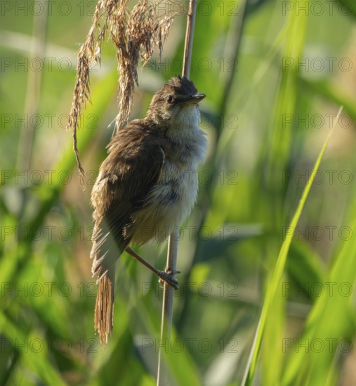 Thrush warbler (Acrocephalus arundinaceus) on a reed, reed (Phragmites australis), Lower Saxony,