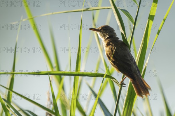 Thrush warbler (Acrocephalus arundinaceus) on a reed, reed (Phragmites australis), Lower Saxony,