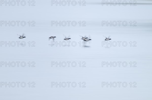 Heron duck (Aythya fuligula), heron flying over a lake, motion blur, long exposure, pull, mopping