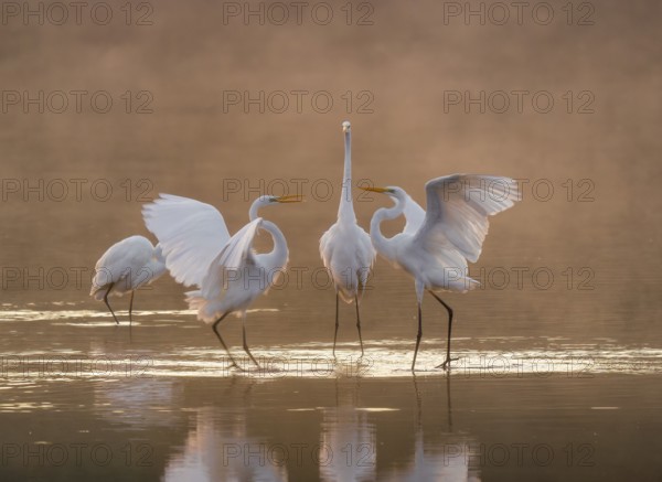 Great egrets (Ardea alba) stand in the warm orange morning light in the shallow water zone of a