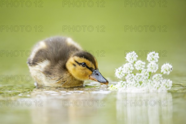 Wild duck (Anas platyrhynchos) chick swimming on a lake, Bavaria, Germany