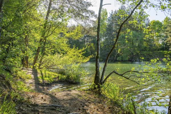 Landscape of a little lake on a sunny day in spring, Upper Palatinate, Bavaria, Germany