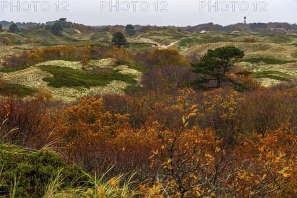 Dune sheep of Ostplate, in the east of the East Frisian island of Spiekeroog, autumn, brown dunes,