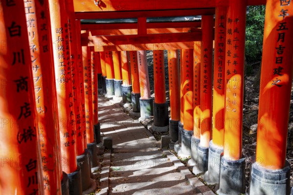 Walk through hundreds of red traditional torii gates, Fushimi Inari Taisha, Shinto Shrine, Fushimi