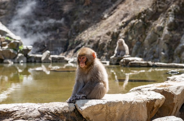 Japanese macaque (Macaca fuscata) sitting on rocks near water, Yamanouchi, Nagano Prefecture,