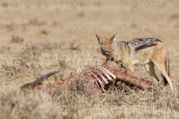 Black-backed jackal (Lupulella mesomelas), adult, feeding on skin and carcass of a common eland