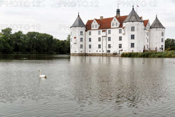 Hocker swan (Cygnus olor) in front of Glücksburg Castle, residential castle, moated castle with