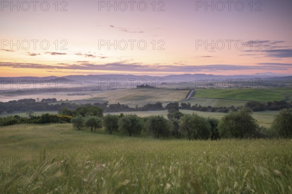 Poggio Covili estate with cypress alley (Cupressus) at sunrise, near San Quirico d'Orcia, Val