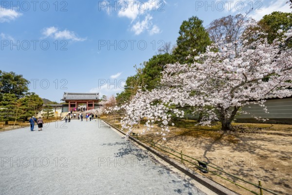 Wide path with blooming cherry tree, leads to the Chumon Gate of Ninna-ji Temple, Buddhist temple