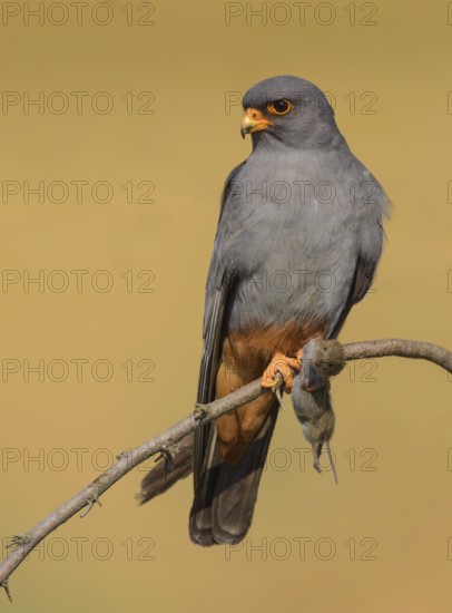 Red-footed falcon (Falco vespertinus), adult male sitting with a captured mouse, Kiskunság National