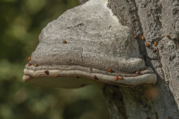 Mushroom grows on the bark of an old tree in a green forest. The sun shines through the leaves and