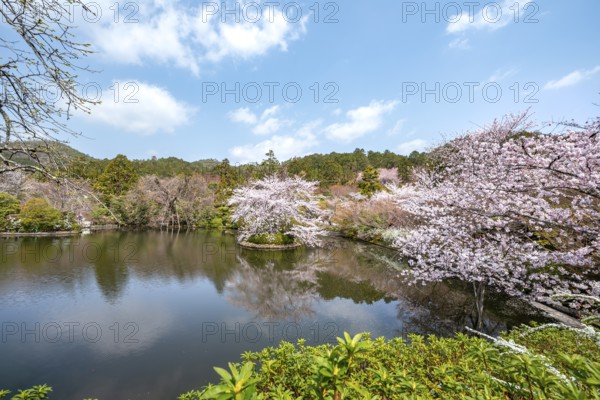 Kyoyochi pond in the Japanese garden, blooming cherry trees, Ryoan-ji, Zen Buddhist temple complex,