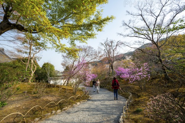 Path between blooming bushes in spring, Sogenchi Teien Japanese Garden, Tenryu-ji, Zen Buddhist