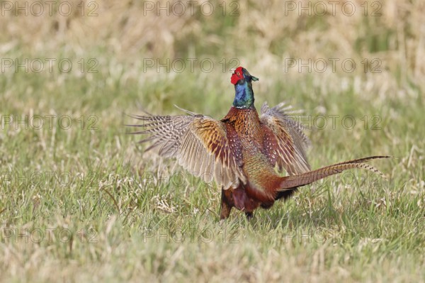 Pheasant, hunting pheasant (Phasianus colchicus), adult male bird courting in a meadow, area