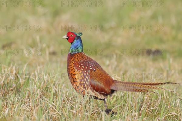 Pheasant, hunting pheasant (Phasianus colchicus), adult male bird in a meadow, wildlife, lembruch,
