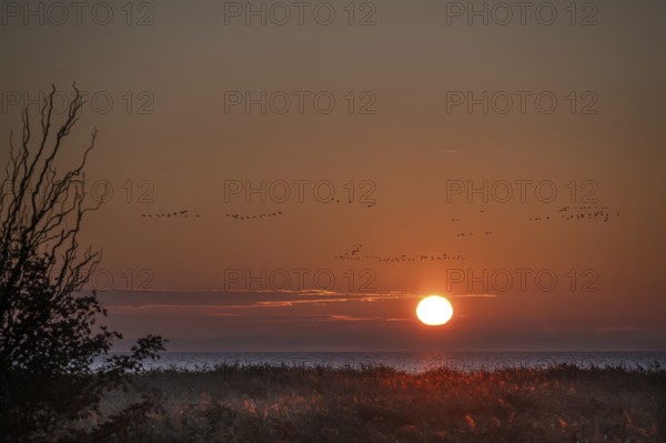 Sunrise on the lagoon, flying cranes above (Grus grus), Ahrenshoop, Darß, Mecklenburg-Western